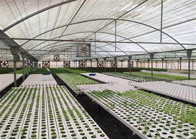 Growing Cube Greenhouse