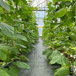 Growing Media Europe