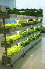 Growing Media Soilless