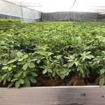 Growing Medium For Raised Beds