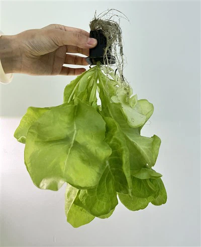 Growing Medium Hydroponic Lettuce