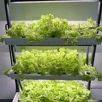 Hydro Grow Sponge