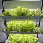 Hydroponic Cubes With Hole