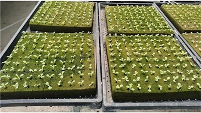 Hydroponic Germination Media