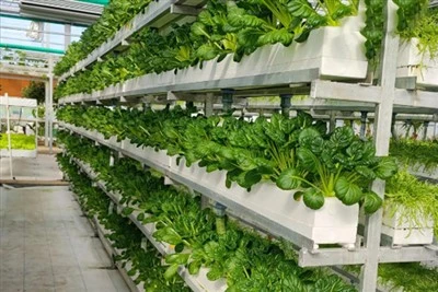 Hydroponic Growing Cucumbers