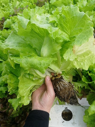 Hydroponic Lettuce From Seed