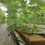 Hydroponic Lettuce Production in Phenolic Foam