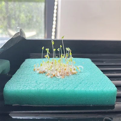 Hydroponic Microgreen Seeds