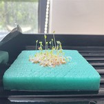 Hydroponic Microgreen Seeds