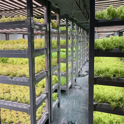 Hydroponic Mushroom Seeds Growing Medium