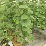 Hydroponic Seed Plants Cubes