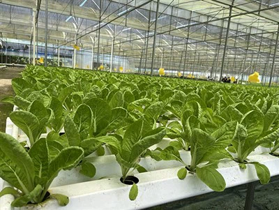 Hydroponic Seed Starting For Beginners