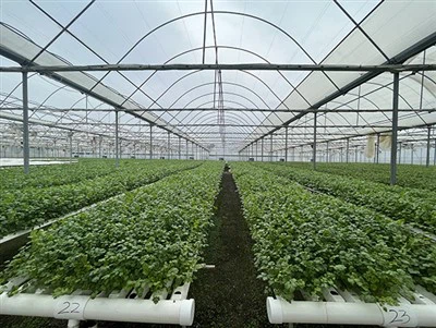 Hydroponic Sheet For Plant