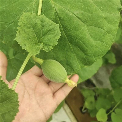 Hydroponic Vegetables Growing Foam Sheets