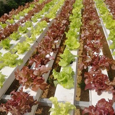 Hydroponic Vegetables Inorganic Farm Growing Foam Sheets