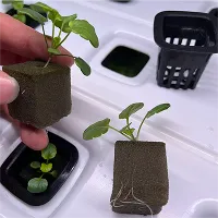 Hydroponik Growing Cubes