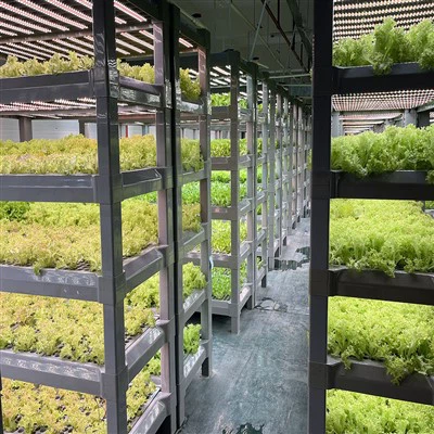 Indoor Hydroponic Seeds Growing