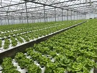 NFT Grow Cubes