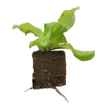 Non-Soil Hydroponic Growing Medium