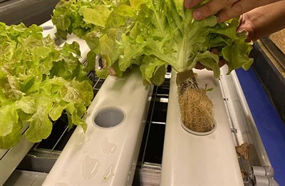 Nursery Foam For Hydroponic System