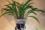 Orchid Seed Growing Medium