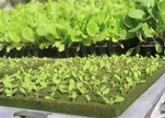 Phenolic Foam Cubes Garden