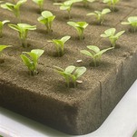 Plant Growing Cubes - High Buffering Capacity