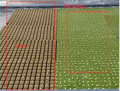 Plant Seed Growing Cubes