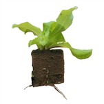 Planting Cube Coco Peat