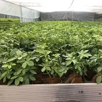 Planting Seedling Mediums