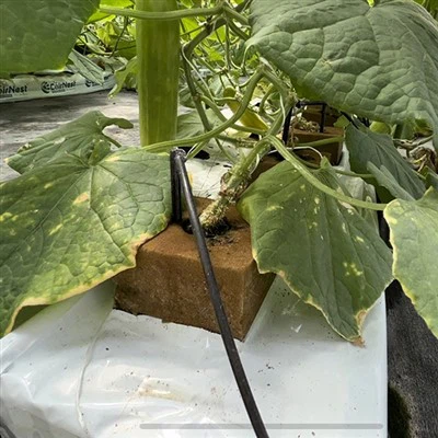 Planting Seedling Substrate