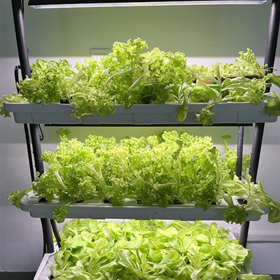 Professional Growing Cubes Lettuce
