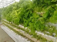 Root Growing Medium