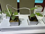 Seed Starting Cubes For Hydroponics