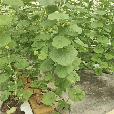 Seeds Cubes Soilless