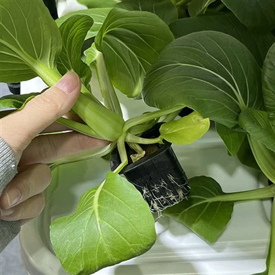 Soil Cubes Seed Starting