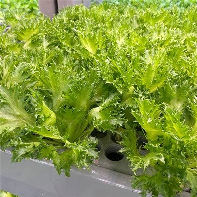 Soiless Growing Cubes