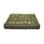 Sprouting Plants With Grow Cubes