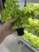 Start Seeds in Hydroponics