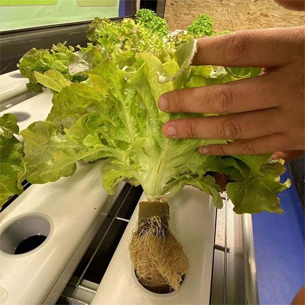 Plant Hydroponic System Cubes