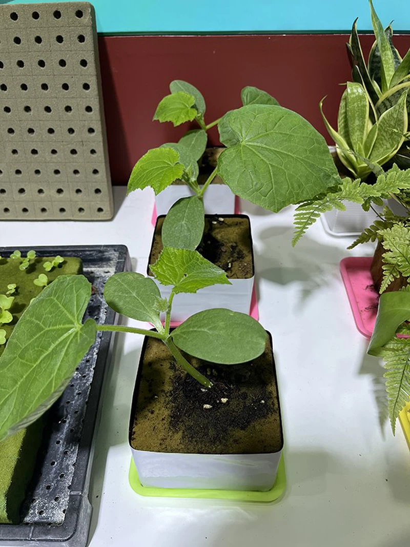 growing bolcks growing bolcks