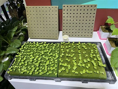 Best Medium For Seeds Growing